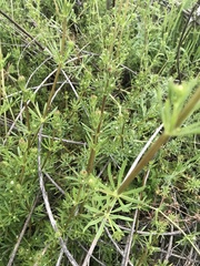 Galium aparine