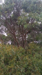 Eucalyptus nitida
