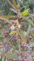 Eucalyptus nitida