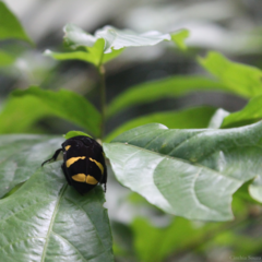 Gymnetis holosericea