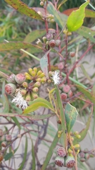 Eucalyptus nitida