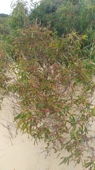Eucalyptus nitida