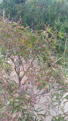 Eucalyptus nitida