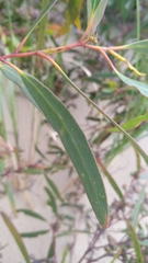Eucalyptus nitida
