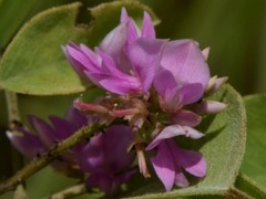 Indigofera saxicola