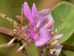 Indigofera saxicola