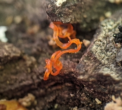 Quaternaria quaternata