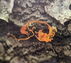 Quaternaria quaternata