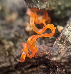 Quaternaria quaternata