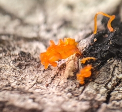 Quaternaria quaternata