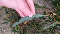 Eucalyptus nitida