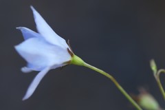 Wahlenbergia luteola