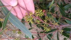 Eucalyptus nitida