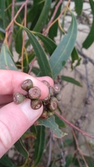 Eucalyptus nitida