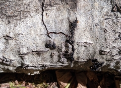 Quaternaria quaternata