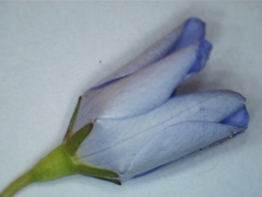 Wahlenbergia luteola