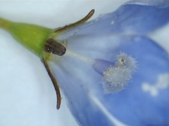 Wahlenbergia luteola