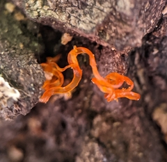 Quaternaria quaternata