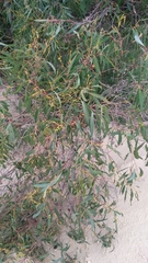 Eucalyptus nitida