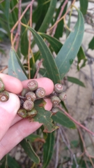 Eucalyptus nitida