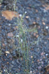 Wahlenbergia luteola