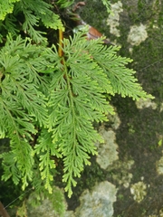 Selaginella involvens
