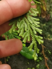 Selaginella involvens