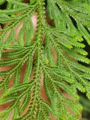 Selaginella involvens