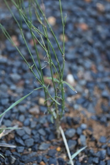 Wahlenbergia luteola