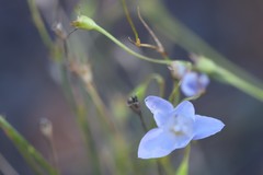 Wahlenbergia luteola