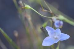 Wahlenbergia luteola