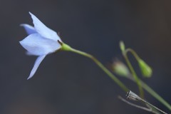 Wahlenbergia luteola