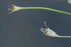 Wahlenbergia luteola