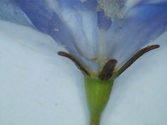 Wahlenbergia luteola