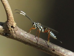 Agonocryptus discoidaloides