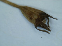 Wahlenbergia luteola