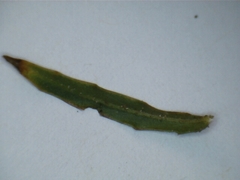 Wahlenbergia luteola