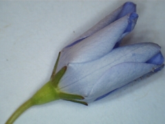 Wahlenbergia luteola