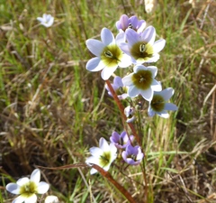 Ixia monadelpha