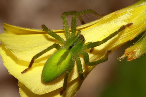 Green Huntsman Spider