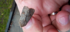 Orthosia populeti