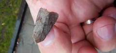Orthosia populeti