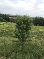 Prunus amygdalus