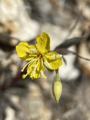 Chylismia scapoidea