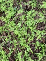 Amauropelta beddomei