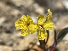 Chylismia scapoidea