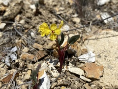 Chylismia scapoidea