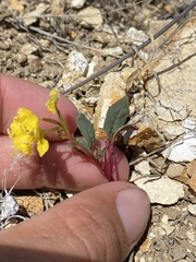 Chylismia scapoidea