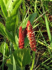 Acalypha punctata punctata
