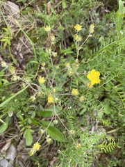 Potentilla discolor